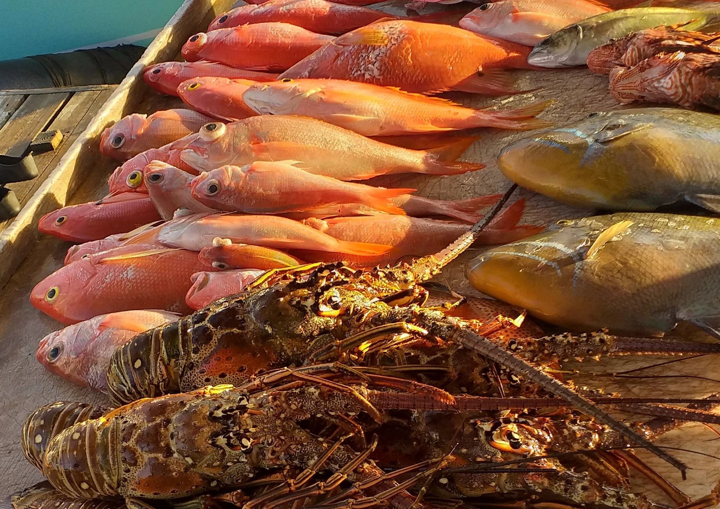 National Fisheries Association Of The Bahamas Nonprofit, Fisheries